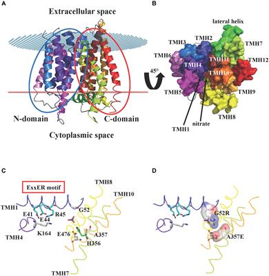 Genome Mining of Plant NPFs Reveals Varying Conservation of Signature Motifs Associated With the Mechanism of Transport